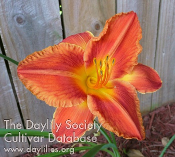 Daylily Harvest Hue